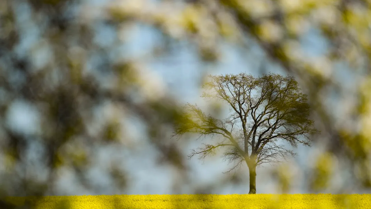 Prognoza meteo: Două anotimpuri în aceeaşi zi. Săptămâna viitoare vine cu temperaturi tot mai ridicate