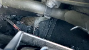 FOTO Problema şobolanilor din Bucureşti. Mesajul unui avocat pentru Nicuşor Dan, după ce şoarecii i-au ros cablurile maşinii