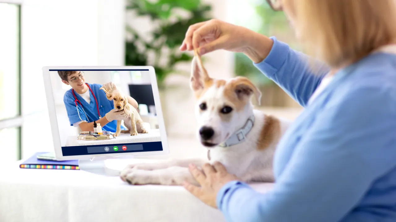 Consultaţie veterinară online: 3 aspecte de ştiut