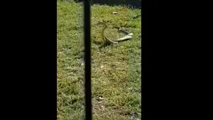 Şerpi într-un parc plin cu copii, în Calafat. VIDEO