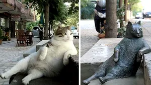 Motanul rotofei şi nonşalant Tombili din Istanbul, care a devenit viral, onorat cu o statuie - FOTO, VIDEO 