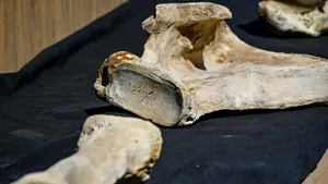 Un primar spune ca găsit sute de oase umane îngropate in saci de rafie