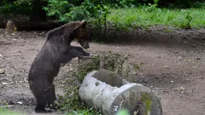 Soluţia găsită de ministerul Mediului la coborârea urşilor în sate şi oraşe: ÎMPUŞCAREA. Doi urşi au soarta pecetluită, se pregătesc dosare pentru încă şapte