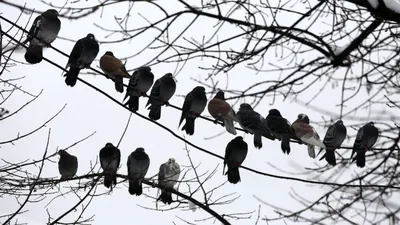 METEO Prognoza ANM pentru București. Ploaie trecătoare și vânt moderat până marți