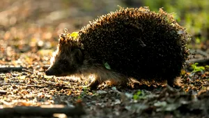 Arici, salvat din flăcări de un pompier. A fost botezat Sonic