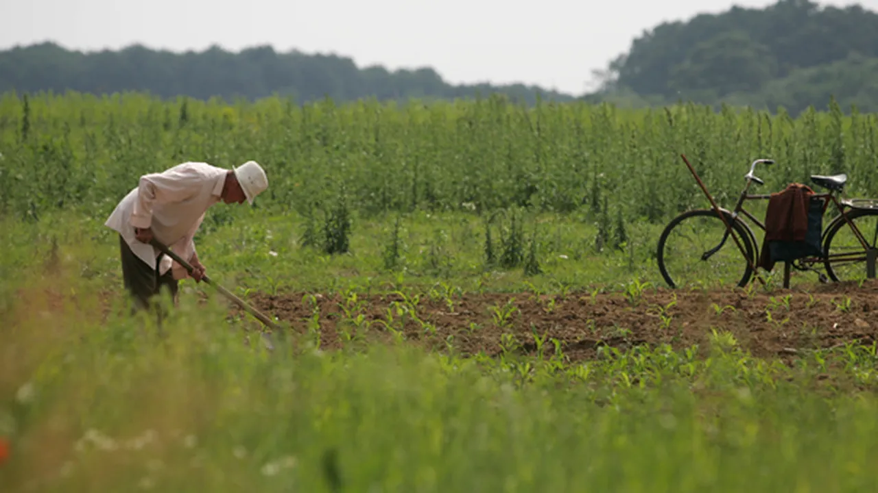 Imaginea României la intrarea în ţară. Ilie Bolojan vrea să scape de bălăriile de pe marginea drumurilor: Să arate ca în Polonia sau Ungaria