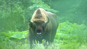 Premieră europeană: şapte masculi de zimbru din Germania au sosit în Banatul Montan