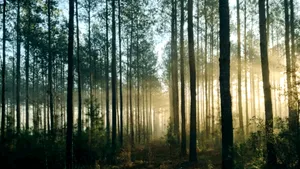 Brazilia va investi un miliard de dolari în fondul global pentru păduri. Lula da Silva: „Brazilia va conduce prin exemplu”