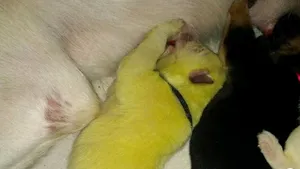 Un căţel de culoare verde deschis s-a născut în Statele Unite| FOTO