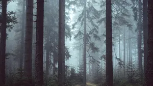 Maşină de teren răsturnată într-o pădure din Braşov. Un rănit a fost preluat de Ambulanţă