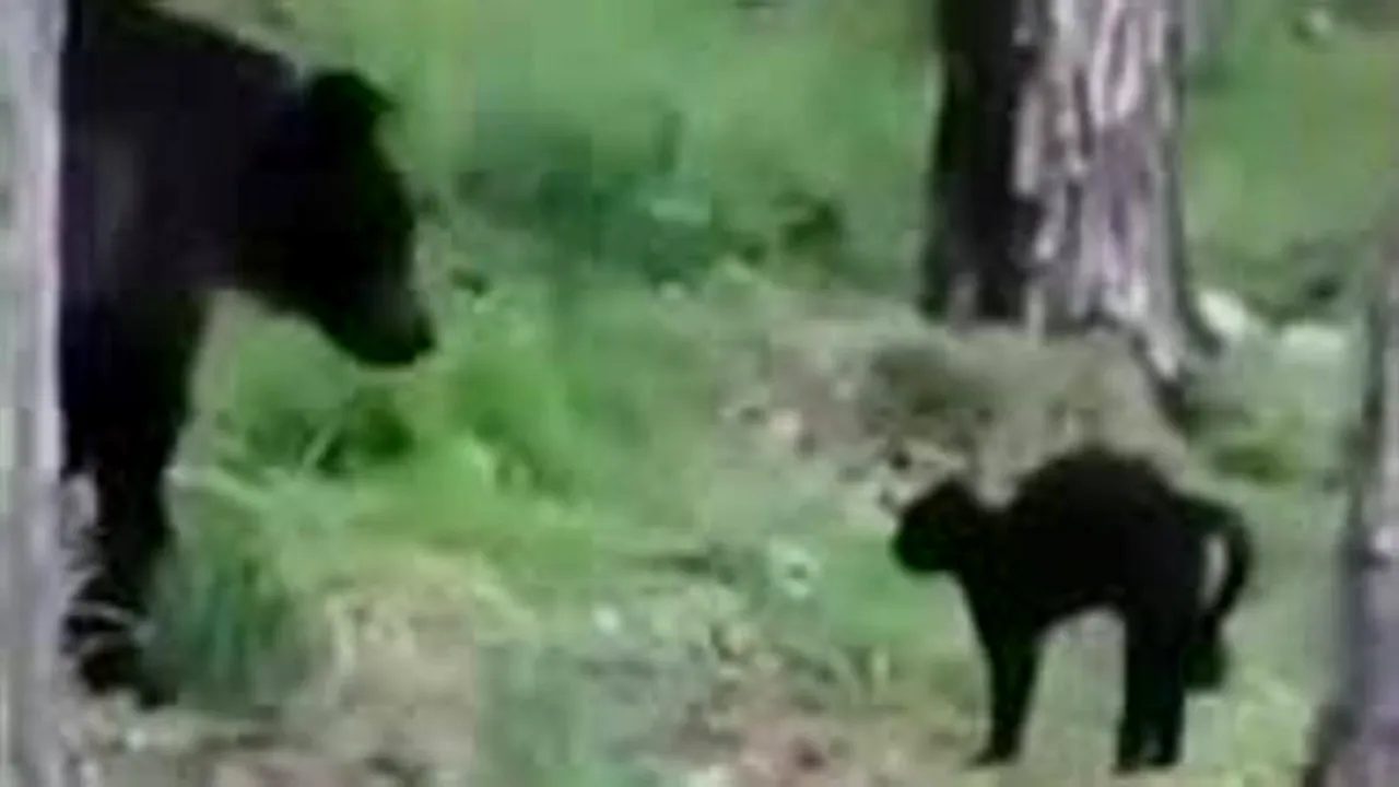 VIDEO Siberia: Final neaşteptat după întâlnirea dintre un urs şi o pisică
