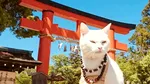 Japonia transformă obsesia pentru pisici într-o industrie de miliarde. „Catnomics” schimbă turismul, comerțul și cultura pop