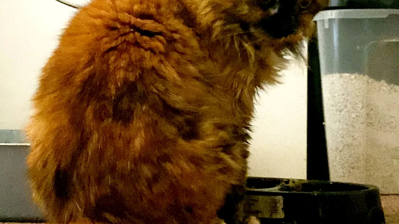 O pisică de 32 de ani are şansa de a deveni cea mai bătrână felină din lume