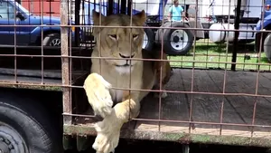 VIDEO: Reacţia unor tigri care fac primii paşi în libertate după o viaţă petrecută în captivitate