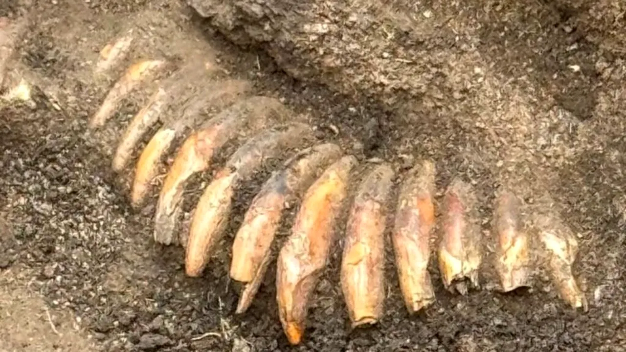 Colier misterios vechi de peste 5.000 de ani, descoperit în Polonia. Din ce erau făcute cele 42 de „mărgele”