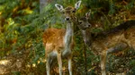 Un grup de observatori de păsări din Serbia a strâns bani pentru a cumpăra un habitat forestier. Iubitorii de natură au donat