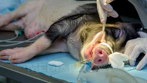 Premieră naţională: Implant de celule stem la porci pentru întărirea structurii dinţilor. Este studiată aplicabilitatea la om - FOTO