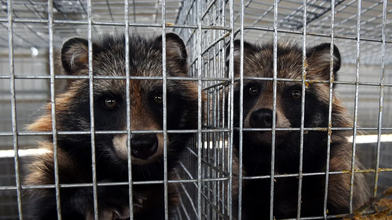 Unii experţi susţin că ştiu ce animal a provocat pandemia de COVID-19 în China. Ce spune OMS despre noua teorie 