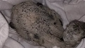 FOTO Pompierii din Olt au intervenit pentru a salva un pui de barză căzut din cuib