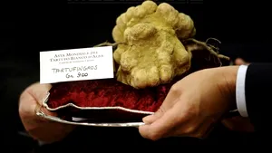 O trufă albă uriaşă, vândută la licitaţie cu 105.000 de euro