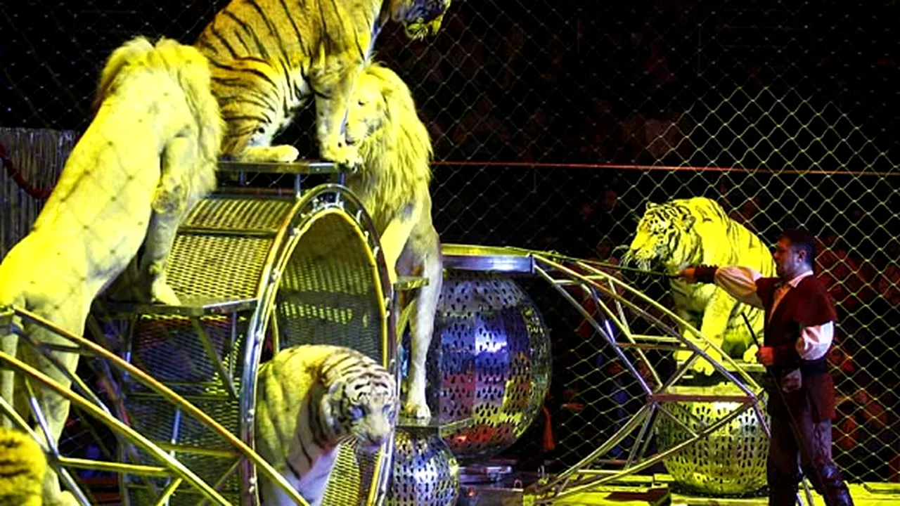 Spectacolele cu animale sălbatice, INTERZISE în Bucureşti şi la circurile private. Ce conţine Proiectul Primăriei