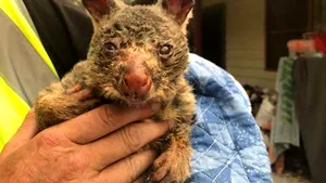 FOTO | Imagini care vă pot afecta emoţional. Animalele, cele mai afectate de incendiile din Australia: aproximativ 500 de milioane au murit