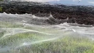 VIDEO Imagini uimitoare cu un câmp împânzit. Păianjenii au fost treziţi de ploaie
