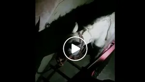 Cal găsit în bucătăria unei garsoniere de la etajul patru al unui bloc din Satu Mare