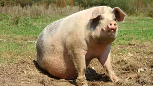 Pesta porcină ieftineşte carnea de porc în Europa