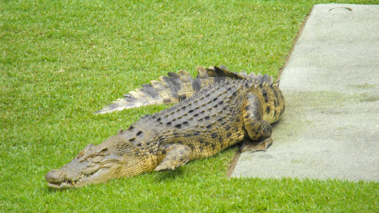 Crocodili introduşi într-o şcoală din Australia de patru indivizi, după ce au jefuit-o - VIDEO