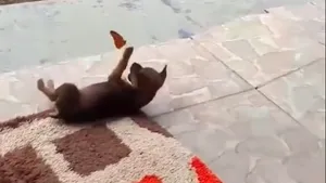 Prietenia între specii. Joaca între un pui de câine şi fluture, într-un video viral adorabil