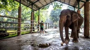 Accident fatal pentru un îngrijitor zoo. Bărbatul a fost omorât de un elefant