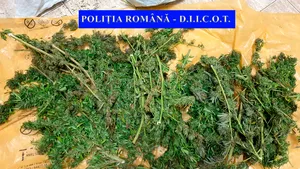 Un bărbat a fost prins în timp ce încerca să aducă în ţară 8 kilograme de canabis cu autocarul