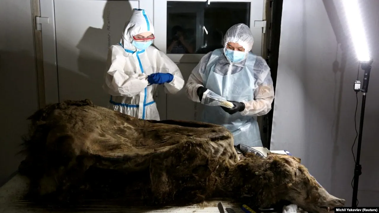 Oamenii de ştiinţă studiază un urs brun îngheţat timp de 3.500 de ani