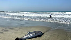 Zeci de delfinii au rămas blocaţi pe o plajă din Franţa 