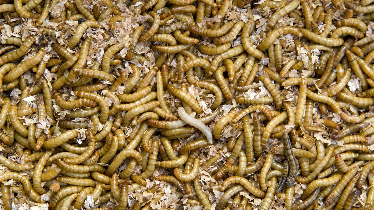 Insecte comestibile ar putea ajunge în următoarele luni în supermarketurile din Uniunea Europeană