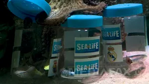 Caracatiţa Messi prezice victoria Barcelonei în faţa Realului