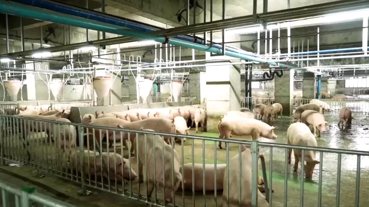 Porci crescuţi într-un zgârie-nori cu 26 de etaje