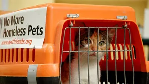 Proiectul privind sterilizarea câinilor şi pisicilor a fost retras