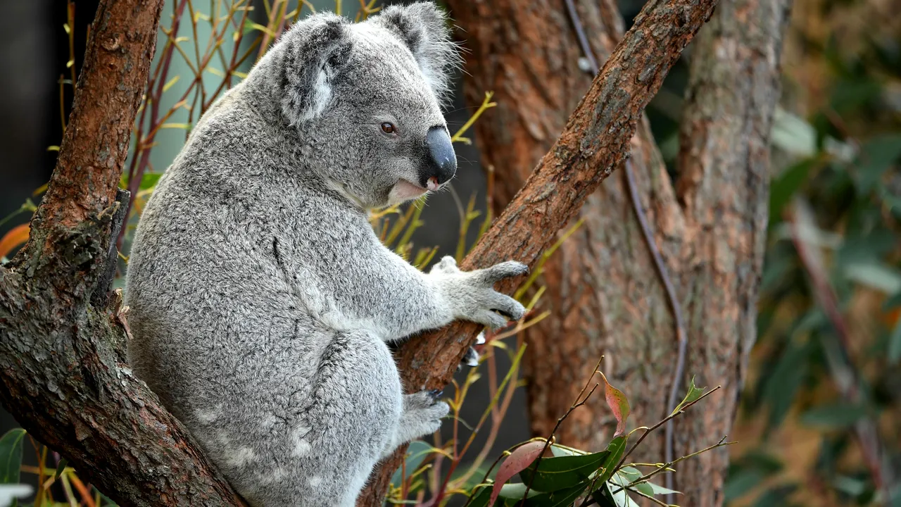Urşii koala, în pragul dispariţiei. Mii de exemplare au murit în urma incendiilor devastatoare din Australia