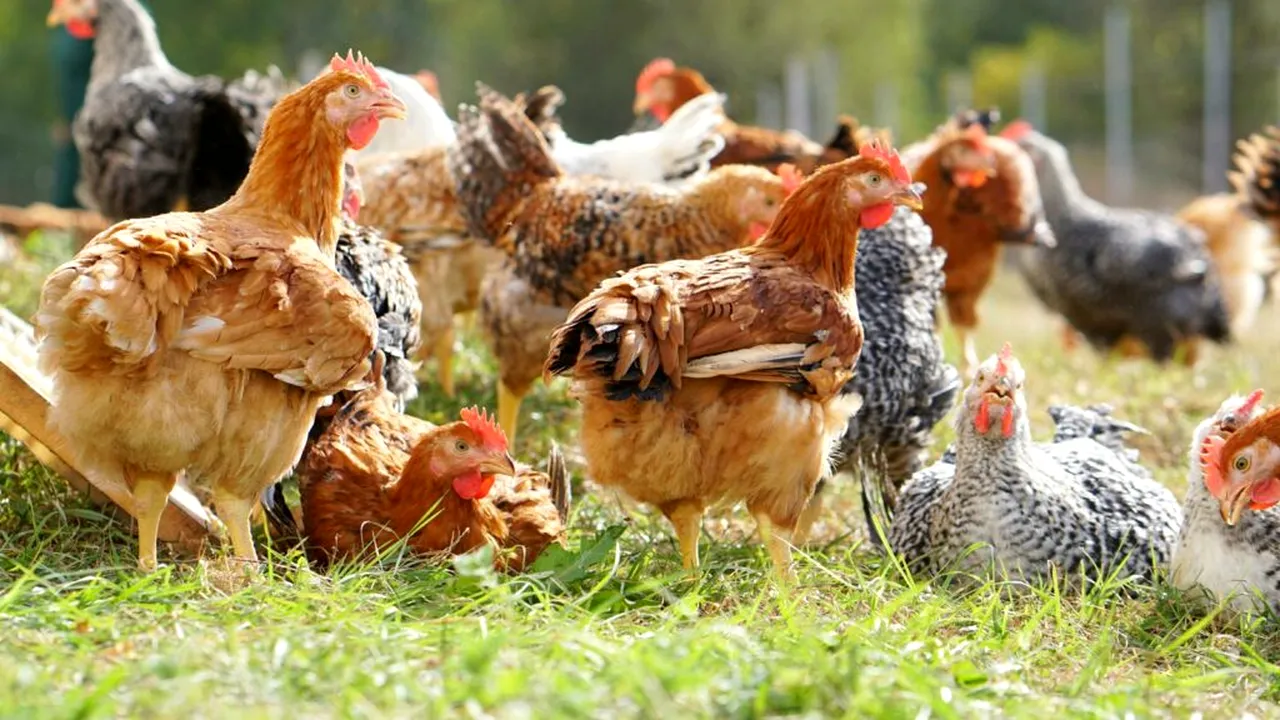 Carmistin The Food Company își consolidează poziția de lider în sectorul avicol din România, prin dublarea producției în ultimii doi ani