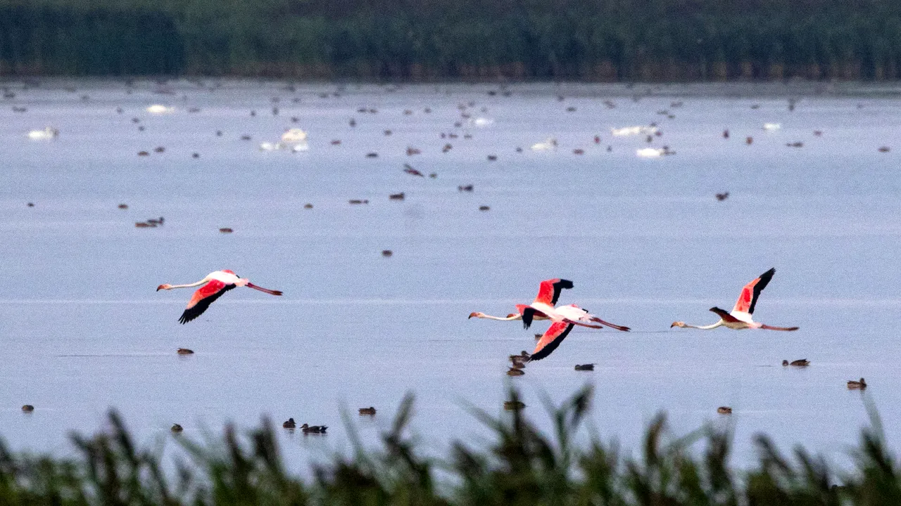 Specialişti: Păsările din Delta Dunării, hăituite de fotografi şi turişti . Păsările se refugiază în Ucraina, aflată în război