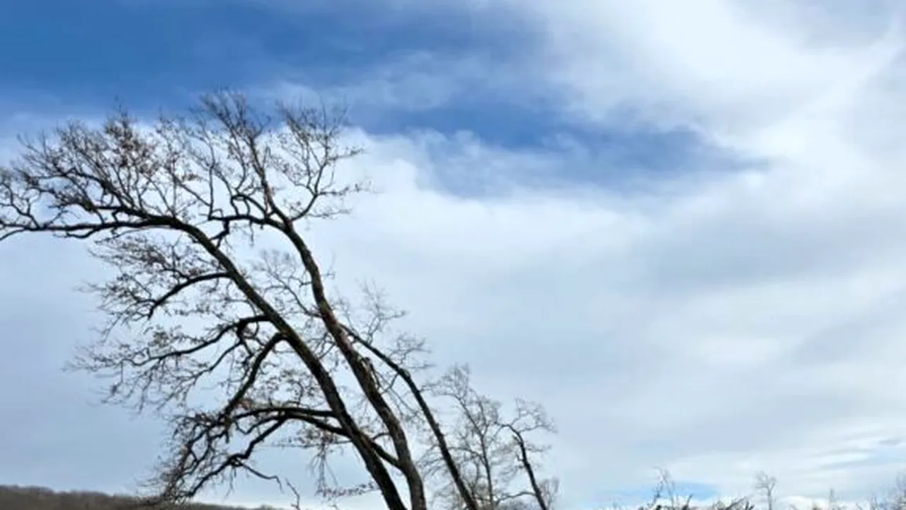 Tăieri ilegale de arbori într-o arie protejată din Brașov. Amenzi de 30.000 de lei și dosar penal