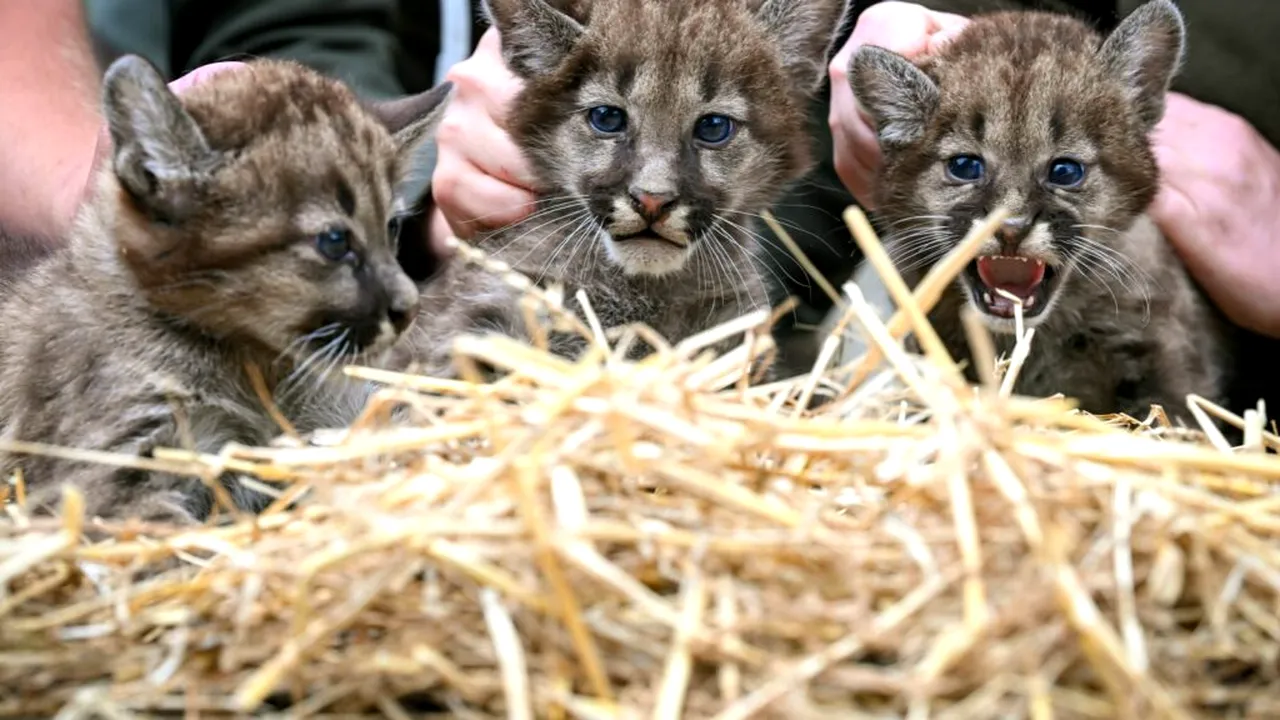 Trei pui de pumă au venit pe lume într-o grădină zoologică din Germania. Vizitatorii sunt invitați să le aleagă numele