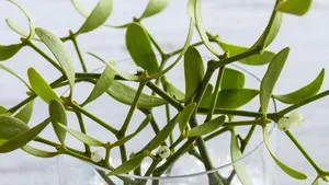 10 Superstiţii de Crăciun. Ce trebuie să faci ca să ai noroc în 2017