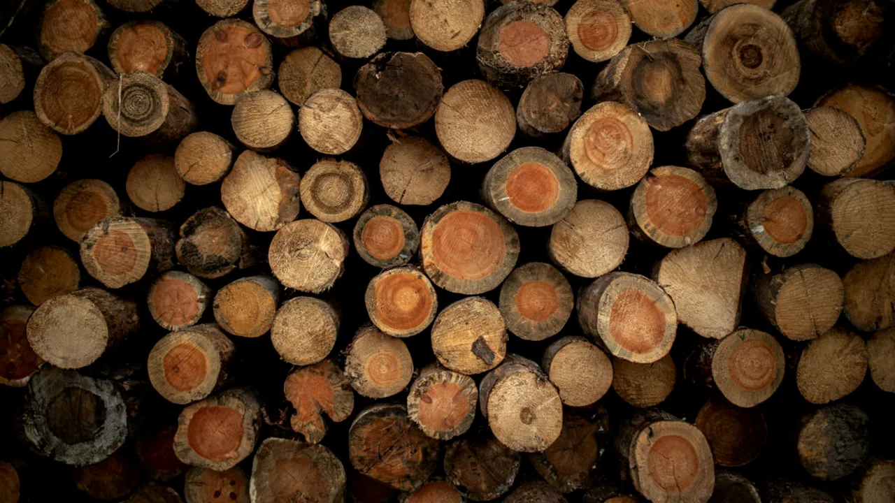 Diana Buzoianu: Trei dosare penale după controale la depozite de lemn din apropierea Bucureștiului