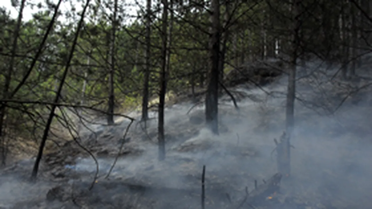 Peste cinci hectare de pădure de conifere Piatra Craiului, arse într-un incendiu