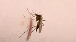 Virusul West Nile provoacă îngrijorare în Italia. O femei a murit, zeci de persoane s-au infectat