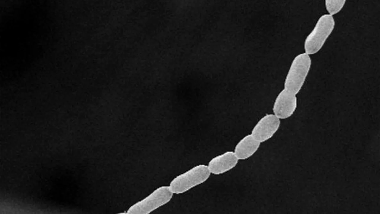 Bacteria gigantică vizibilă cu ochiul liber: atinge 2 centimetri, de 5.000 de ori mai mult decât alte bacterii