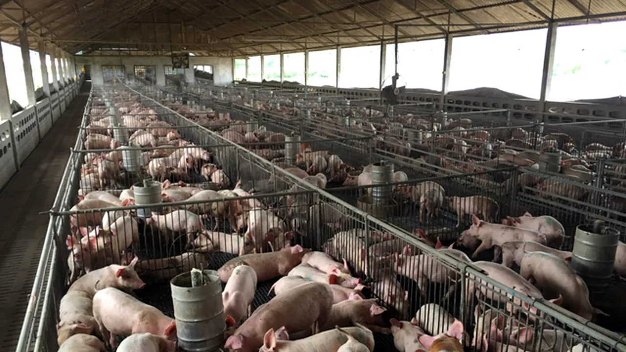 PESTA PORCINĂ | Dăncilă: Vom disponibiliza 43 de milioane de euro pentru crescătorii de porcine